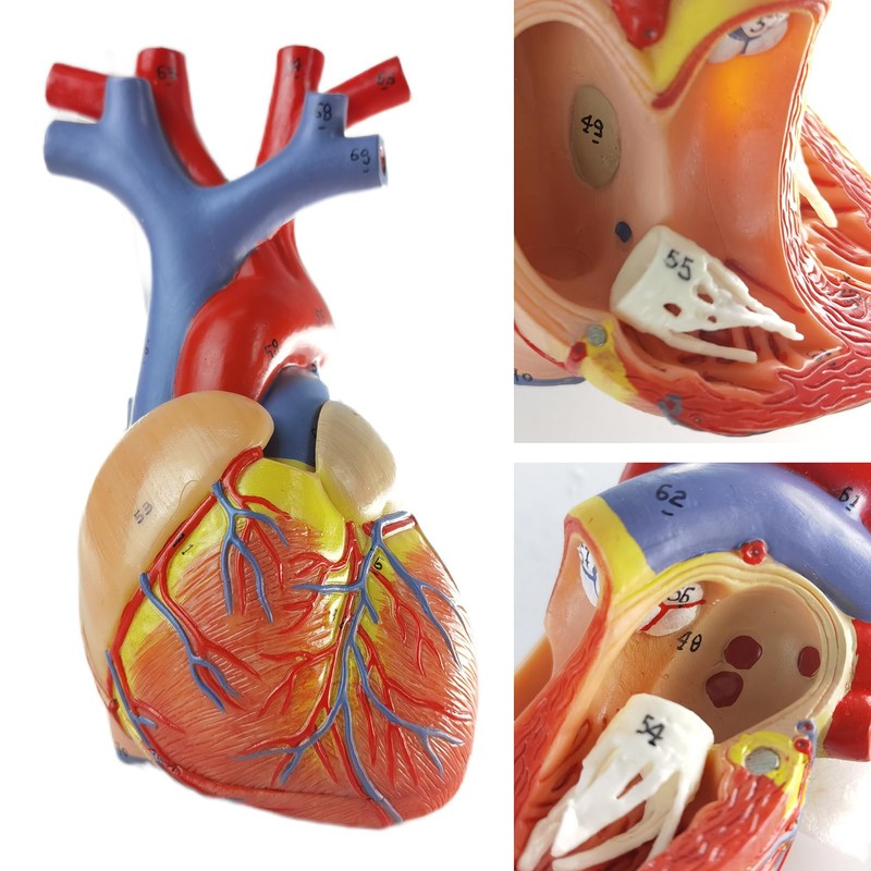 EVOTECH Human Respiratory System Model