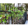 Artificial Rattan Tree Vines with Creeper Leaves Climbing Ivy Branches