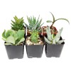 Succulents Box Weirdo Succulent Pack | Set of 2/4/6/8/10 Unique