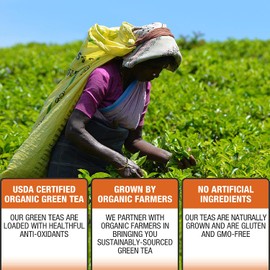 Brew La La Organic Green Tea - Ginger Mango Flavor - 50 Tea Bag Tin - Low Caffeine Tea - USDA Certified Organic