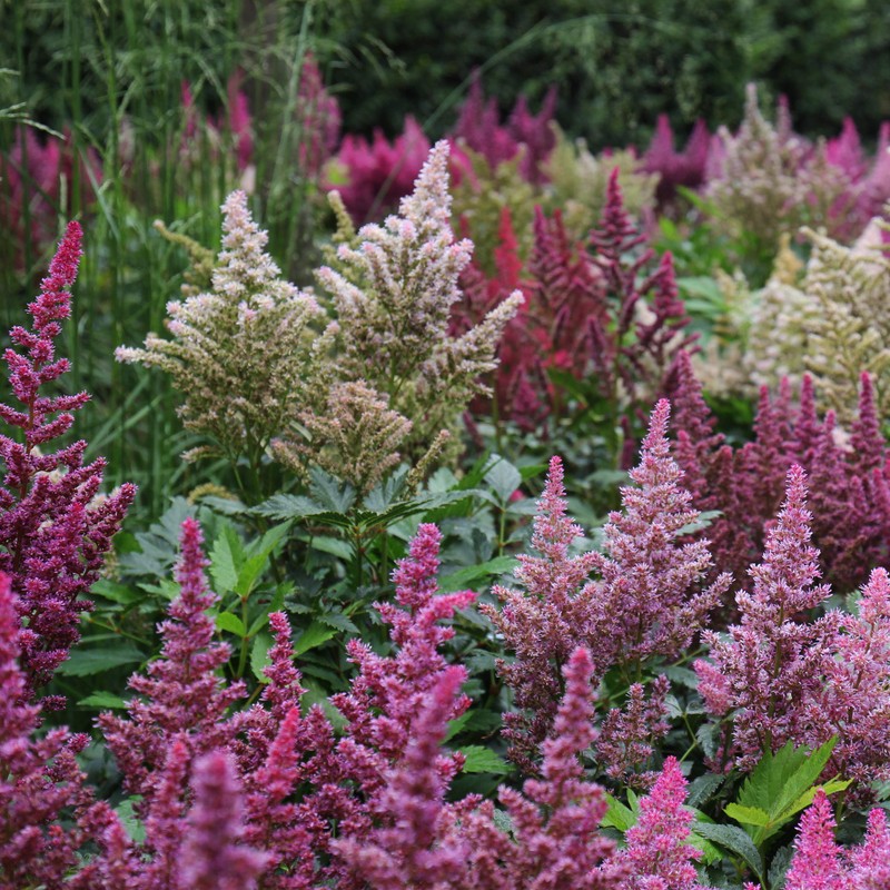 Outsidepride Astilbe Arendsii Bunter Plant Seed - 2000 Seeds