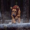 Zoo Snoods Grizzly Bear Costume - Warm Knit Dog Snood
