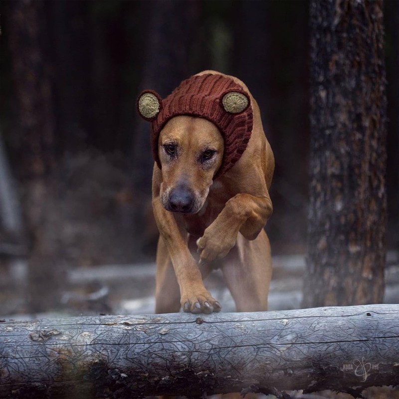 Zoo Snoods Grizzly Bear Costume - Warm Knit Dog Snood