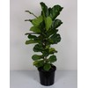 Fiddle Leaf Fig Tree Plant Food - Fertilizer Granules Feed