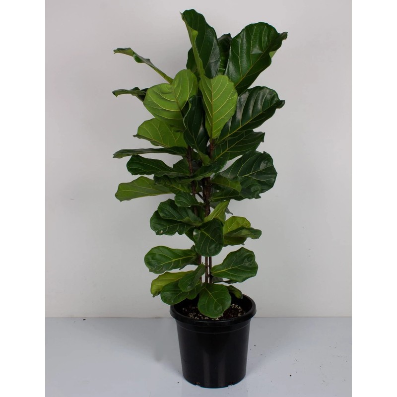 Fiddle Leaf Fig Tree Plant Food - Fertilizer Granules Feed