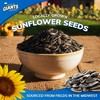 GIANTS Dill Pickle Sunflower Seeds - Sunflower Seeds Bulk, Big