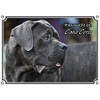 Petsigns Dog Sign Cane Corso – Beautiful Warning Sign –