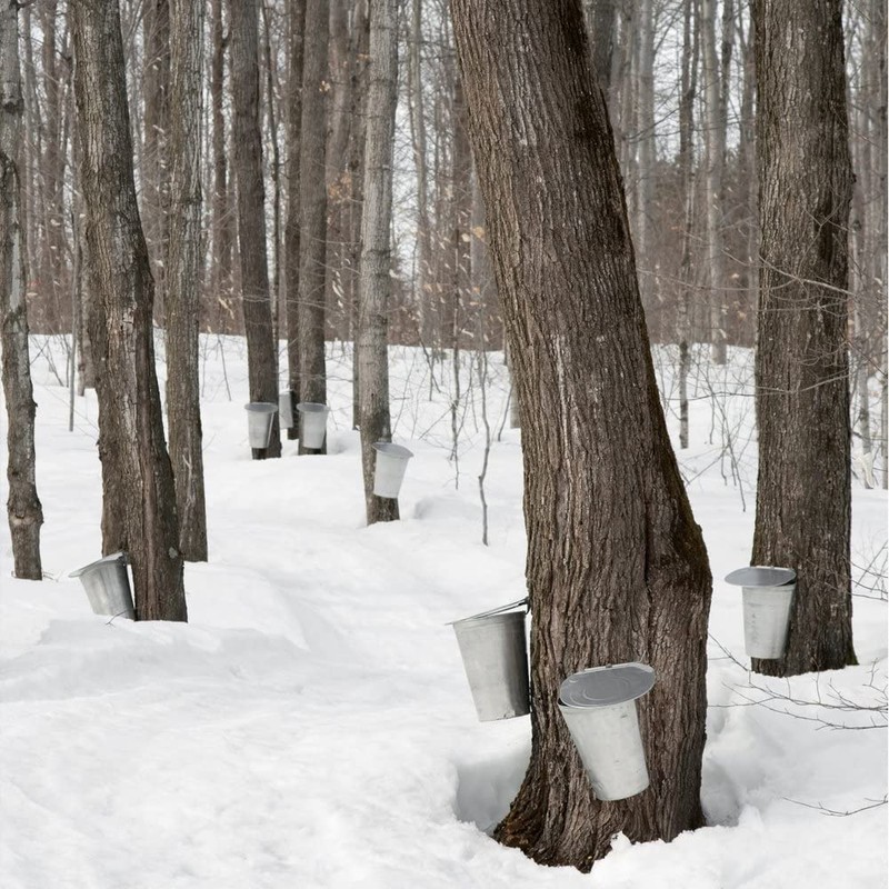 Traverse Bay Farms 100% Maple Syrup from Michigan (Combo Kit)