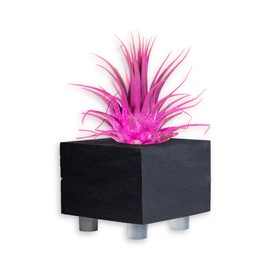 Air Plants - Tillandsia Ionantha - Organically Enhanced Color - Live Arrival Guaranteed - House Plants for Home Decor & Gift (Rose_Pink_1pk+Black_Planter)