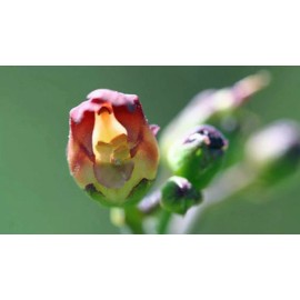 Scrophularia californica | California Bee Plant | 20 Seeds