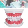 Dental Teaching Teeth Model 2X Magnifying Teeth Model Dentist Teaching