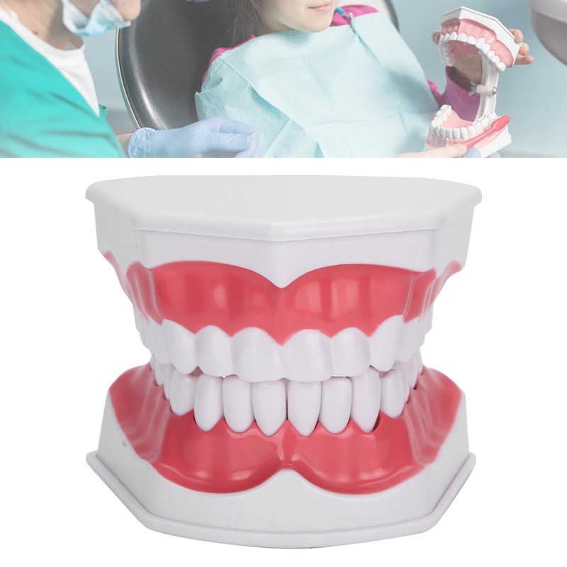Dental Teaching Teeth Model 2X Magnifying Teeth Model Dentist Teaching