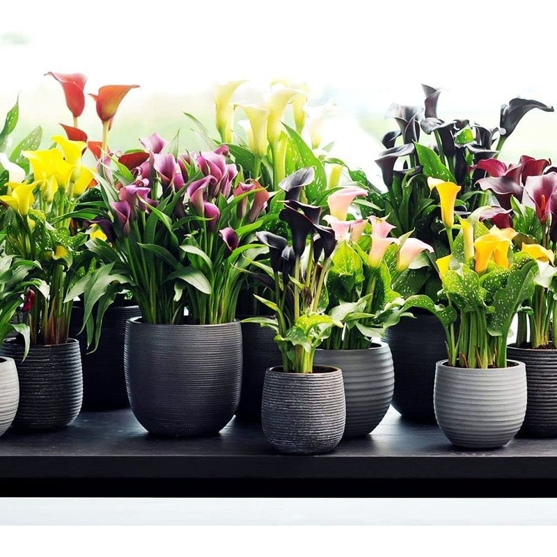 100Pcs Calla Lily Seeds Beautiful Flowers