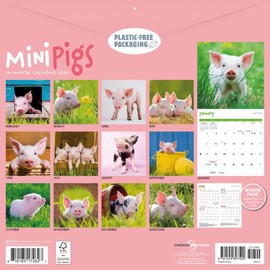 Carousel Calendars, Miniature Pigs 2026 Wall Calendar, 12.01'' X 12.01'', 16-Month Calendar with Stapled Binding