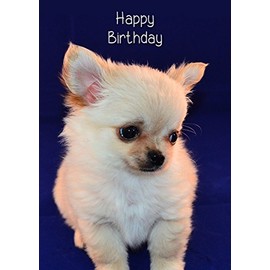 Chihuahua Birthday Card