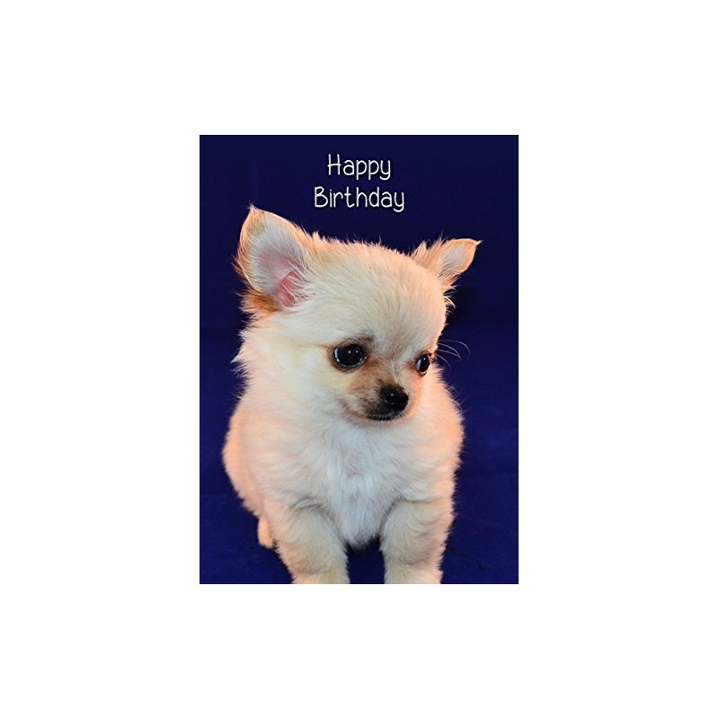 Chihuahua Birthday Card