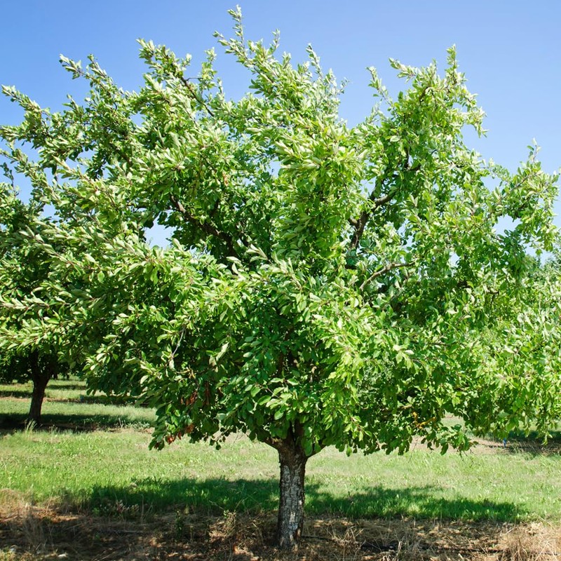 Santa Rosa Plum Tree, Classic, Juicy Plum with Bold Flavor