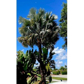 BISMARCKIA BISMARCK PALM SEEDS, BISMARCKIA NOBILIS ~ PACK OF 10 SEEDS
