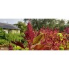My Seeds 1000+ Red Amaranth Edible Herb Seeds / Rau