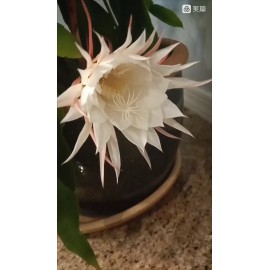 Zensability CUTTING - Epiphyllum oxipetalum 'Queen of the Night' -4-6" -Buy One Get One Free