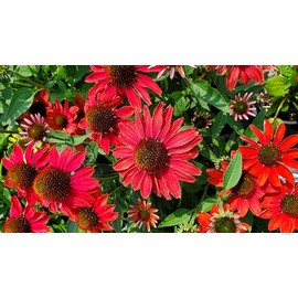 Live Plant from Green Promise Farms - Proven Winners, Echinacea Color Code Frankly Scarlet Coneflower, Orange/red Flowers - #1 Gallon Size Container