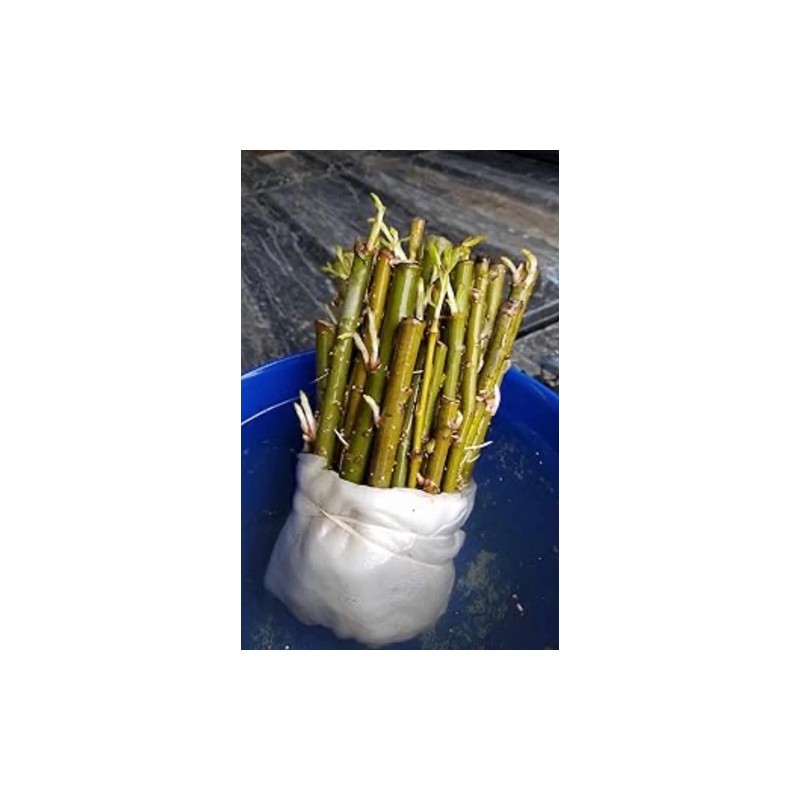 RLH 40 Austree Hybrid Willow Tree Thick Cuttings Fresh Cut
