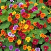 30 Pcs Nasturtium Flower Seeds for Planting with Mixed Colors