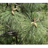 Oregonlife Pine Needle Tea Fresh Ponderosa Pine Needles 4oz For