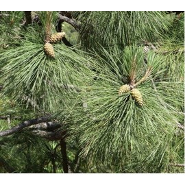 Oregonlife Pine Needle Tea Fresh Ponderosa Pine Needles 4oz For Healing Herbal Tea
