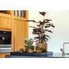 Capi Europe - Flower Pot Ball Groove Black & Gold