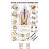 Teeth and Jaw Joint Mini Poster Anatomy 34x24 cm Medical