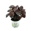 Set of 2 Japanese Basil Shiso, Perilla (Perilla frutescens), Basil