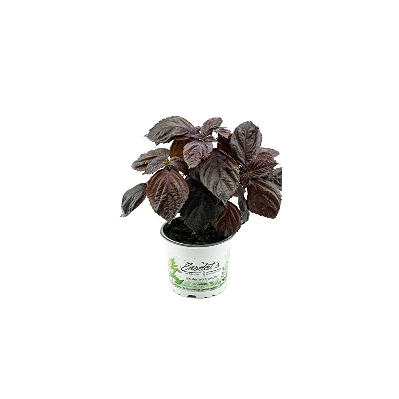 Set of 2 Japanese Basil Shiso, Perilla (Perilla frutescens), Basil