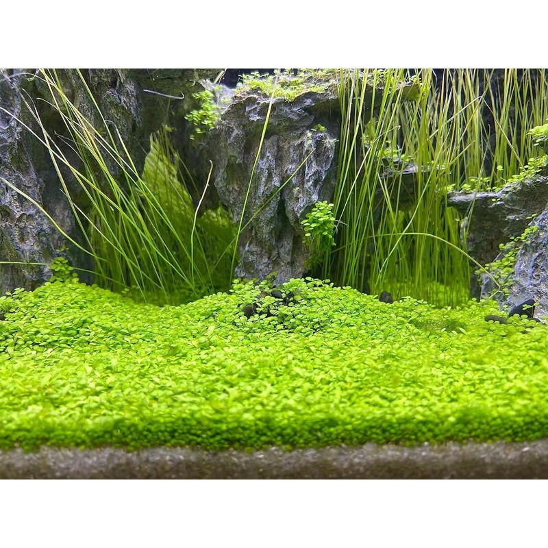 MISUHALOU 2 Pack Aquarium P-l-a-n-t S-e-e-ds for Fish Tank (0.35