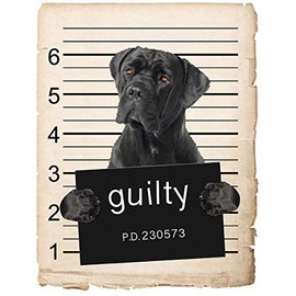 Cane Corso Dog Mugshot Bad Dog Car Bumper Magnet, Magnetic for Refrigerator, Decorative Fridge, Office, Whiteboard, Kitchen, Locker Waterproof Decor, Family & Friends, 4x7 in