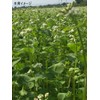 Fukkaen Seedlings, Buckwheat Seeds (Ordinary Seeds), 0.3 gal (1 L)