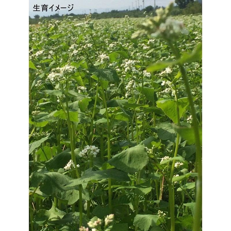 Fukkaen Seedlings, Buckwheat Seeds (Ordinary Seeds), 0.3 gal (1 L)