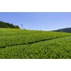Maruko Cherry Blossom Scented Tea Bag (0.1 oz (3 g)