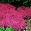 Thyme Seeds 2000 Mix Red Creeping Seeds for Planting- Wooly