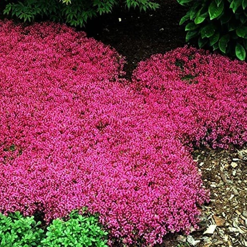 Thyme Seeds 2000 Mix Red Creeping Seeds for Planting- Wooly