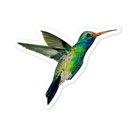 Die Cut Sticker Broadbill Hummingbird, Contour, Photography (James T. Jones) Vinyl Sticker 1 to 3 inches (Waterproof Decal for Cars, Water Bottles, Laptops, Coolers), Small