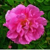 Cranberry Lane Rose 10% in Jojoba oil 50ml