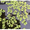 Azolla - Live Aquatic Plants - Fish Food - Aquarium