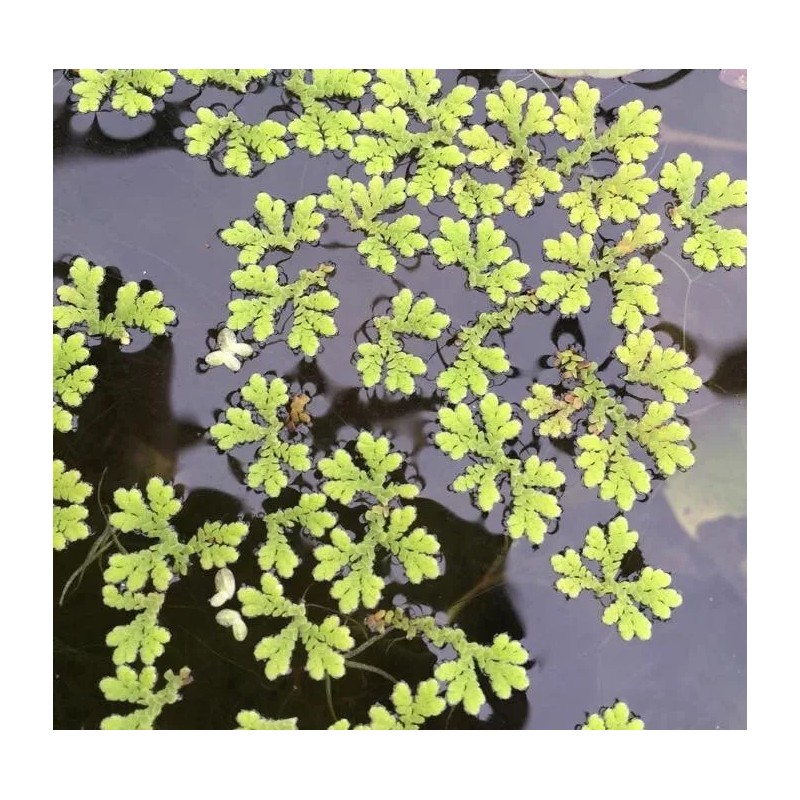 Azolla - Live Aquatic Plants - Fish Food - Aquarium