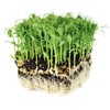 Tendril Pea Microgreens Seeds - 5 Lb Bulk ~7,200 Seeds