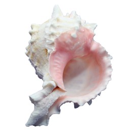 Steinfixx Murex Ramosus Pink Shell 70 g Golf of Mexico Maritime 100% Natural