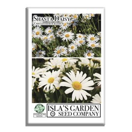 Shasta Daisy Seeds for Planting (Chrysanthemum Maximum) – 1500+ Non-GMO & Heirloom Seeds, Classic White Perennial Blooms, by Isla’s Garden Seeds, Great for Borders & Pollinator Gardens