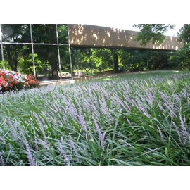 Classy Groundcovers, Lily Turf 'Big Blue', Lilyturf, Border Grass, Monkey Grass (Flat of 18 Pots, 3 1/4 inch Square)