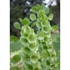 RAISE ME UP: Seeds Bells of Ireland Moluccella Shellflower Annual