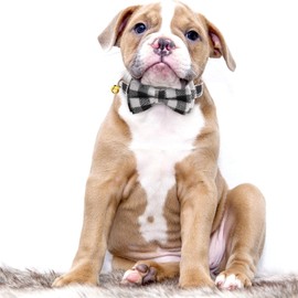 KUDES 2 Pack Small Dog Collar Breakaway and Bandana Set with Bell, Adjustable Plaid Bowtie and Scarf Triangle Bibs Kerchief for Puppies (Black Plaid, S(9.8"-14"))